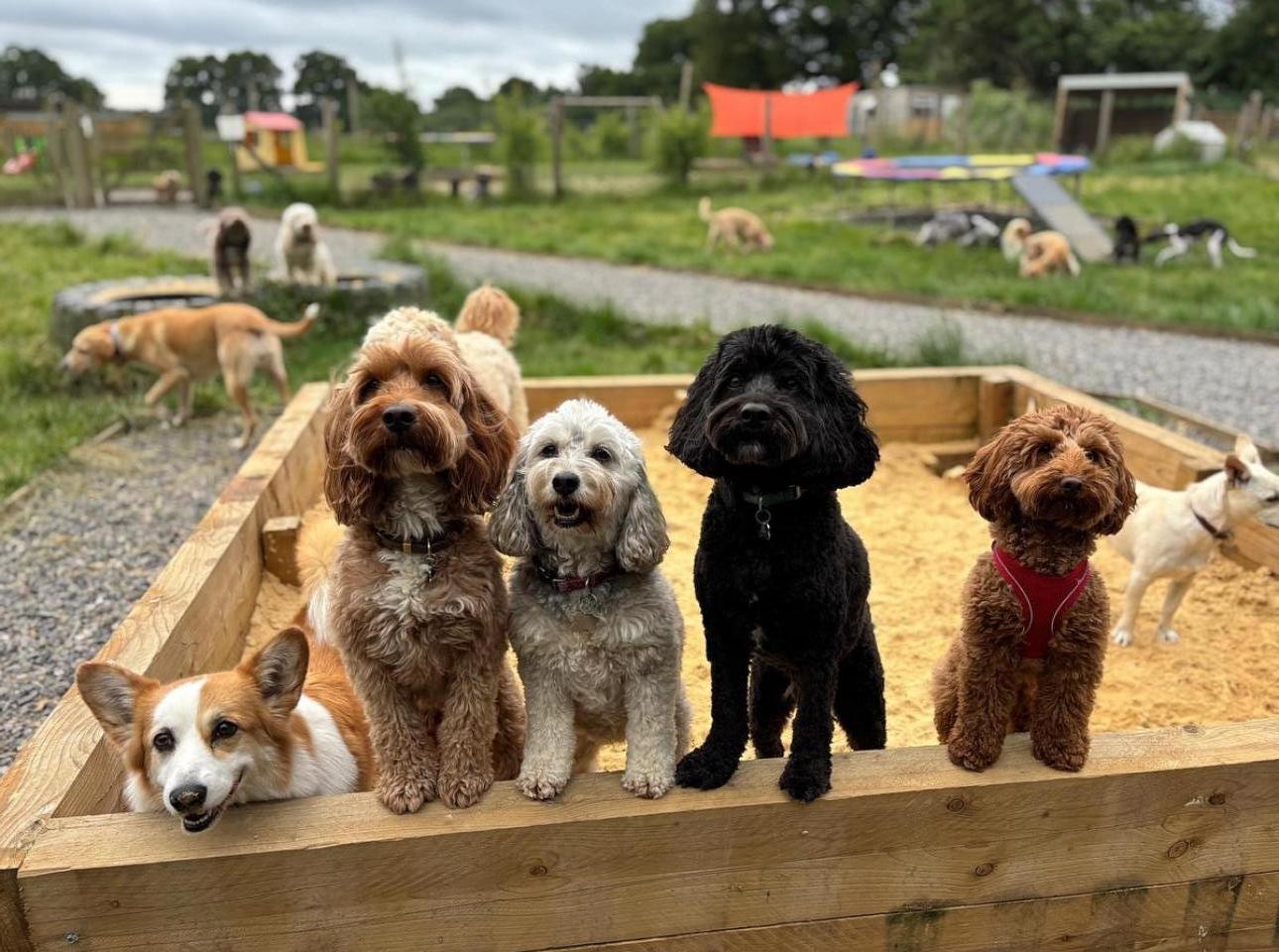 sevenoaks doggy day care