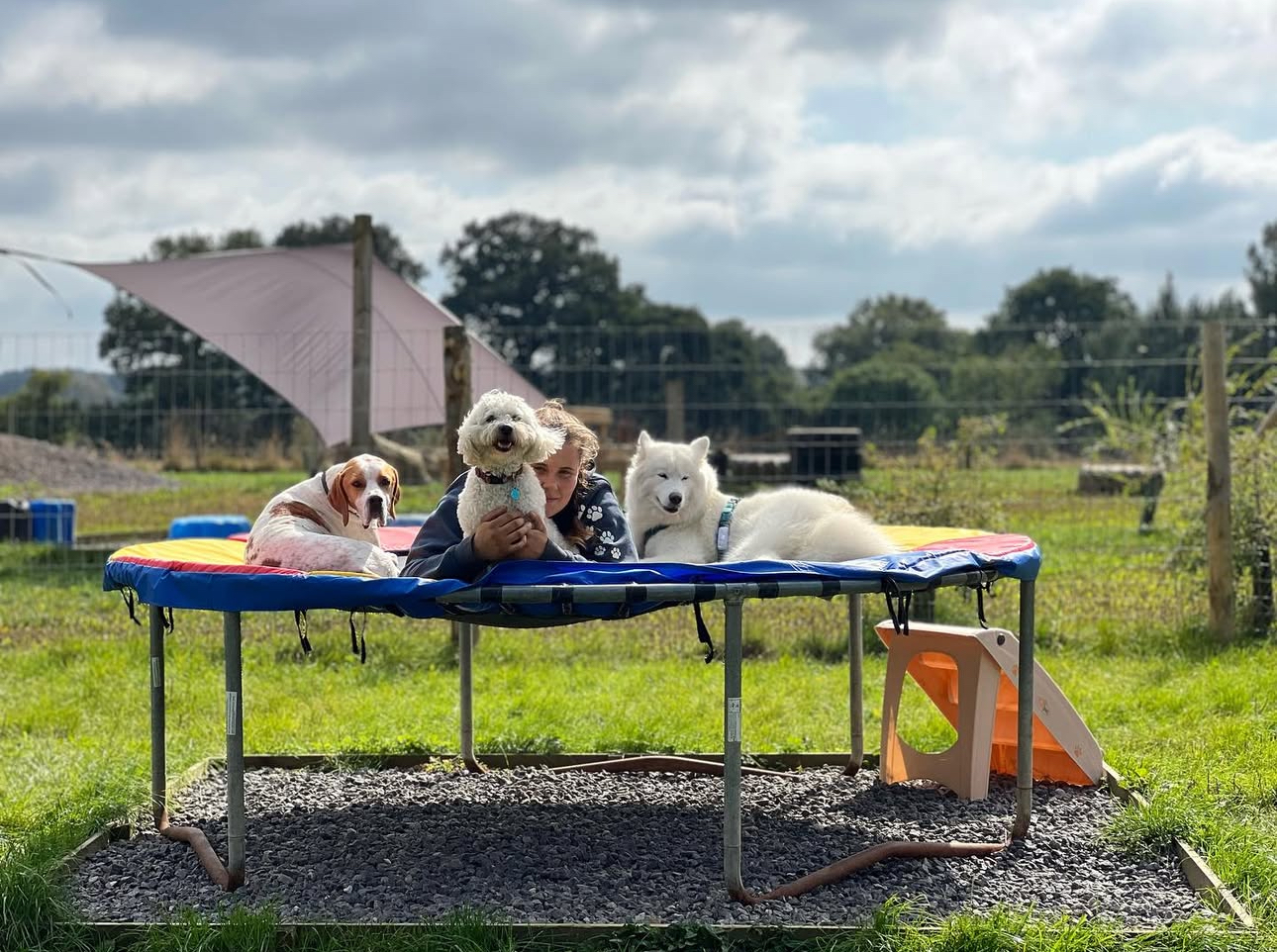 dog day care in Sevenoaks